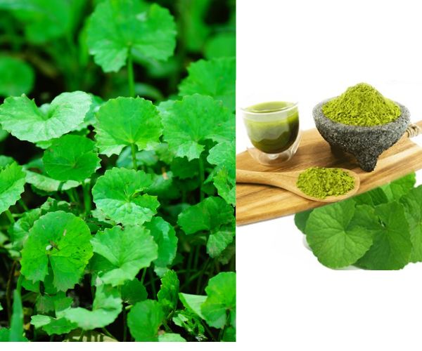 Bột rau má có tác dụng gì? Cách pha bột rau má