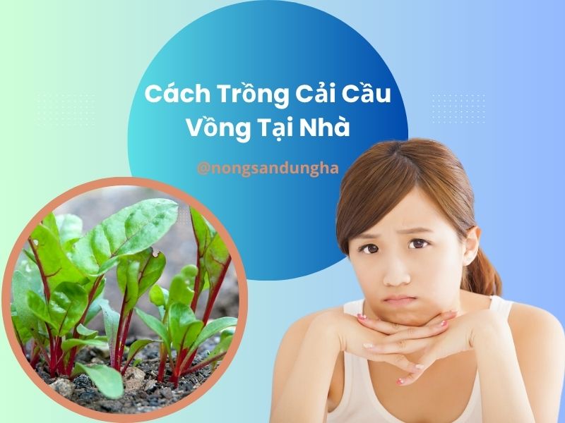cach-trong-cai-cau-vong-tai-nha