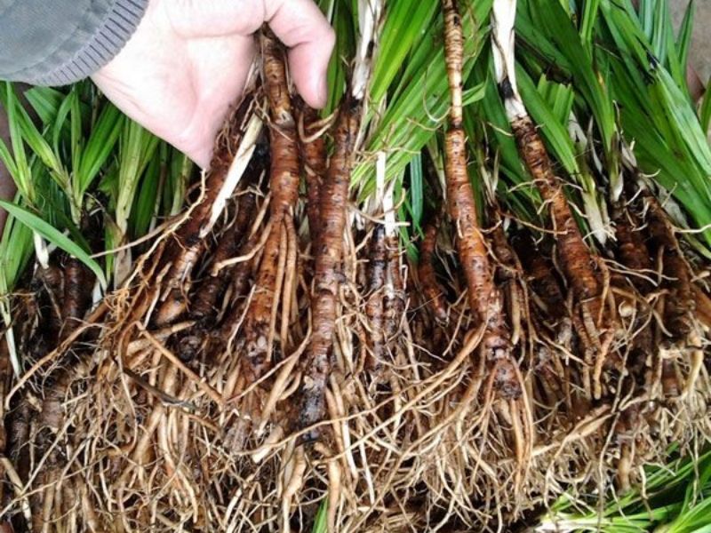 cac-tac-dung-cua-sam-cau