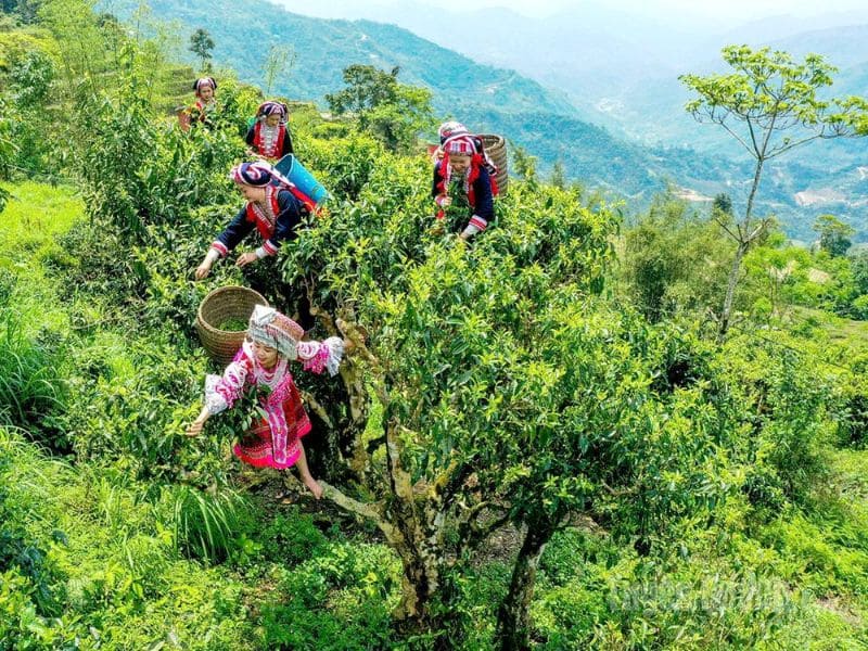 mua-tra-shan-tuyet-co-thu-ha-giang-o-dau
