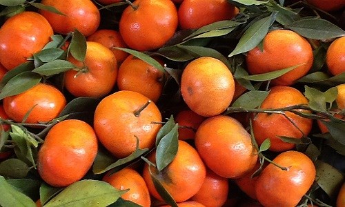 Cách nhận biết cam canh Việt Nam và cam canh Trung Quốc Cách nhận biết cam canh Việt Nam và cam canh Trung Quốc