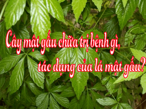 cây mật gấu