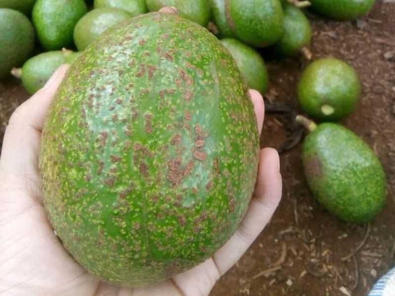 cach-chon-bo-sap-ngon-dua-vao-vo-bo