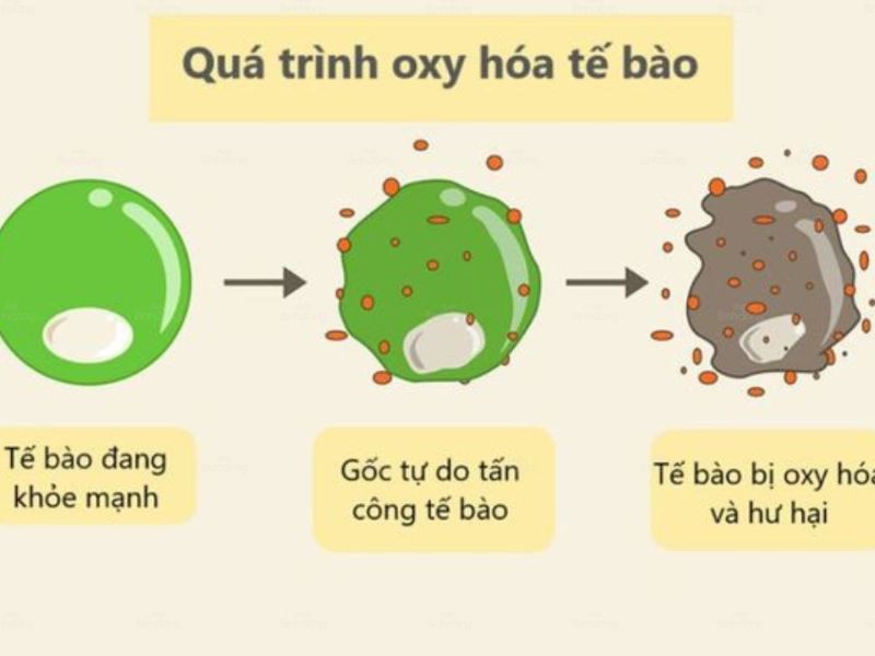 Ngan-ngua-qua-trinh-oxy-hoa