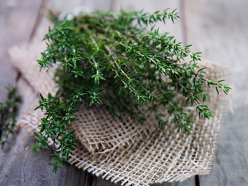 tra-loi-tac-dung-cua-co-xa-huong