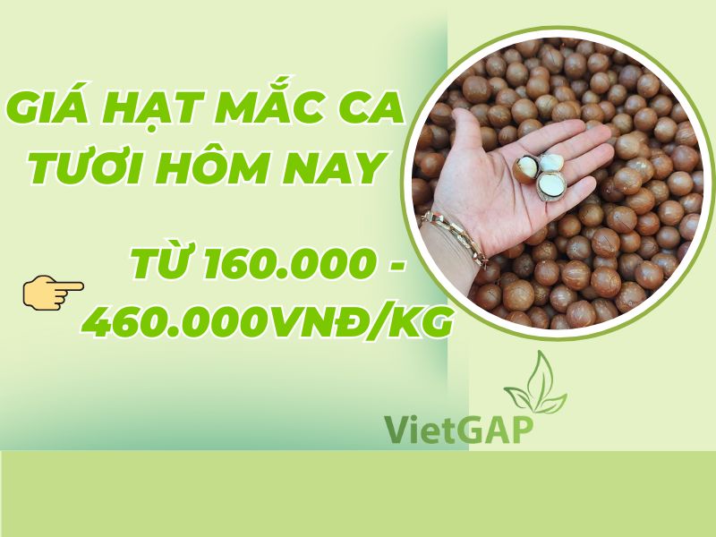 bat-mi-hat-mac-ca-gia-bao-nhieu