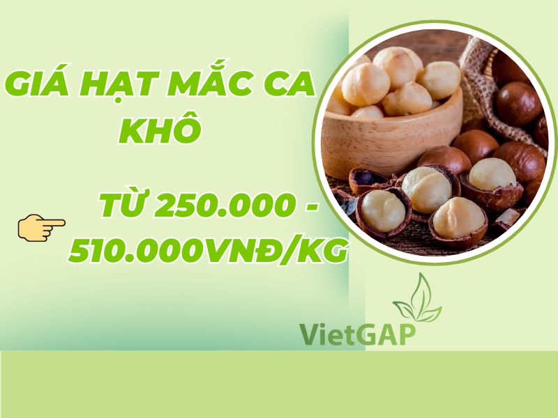 goc-tim-hieu-hat-mac-ca-gia-bao-nhieu