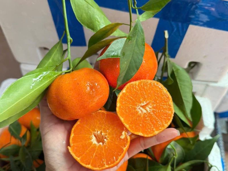 cach-phan-biet-cam-canh-trung-quoc-va-viet-nam