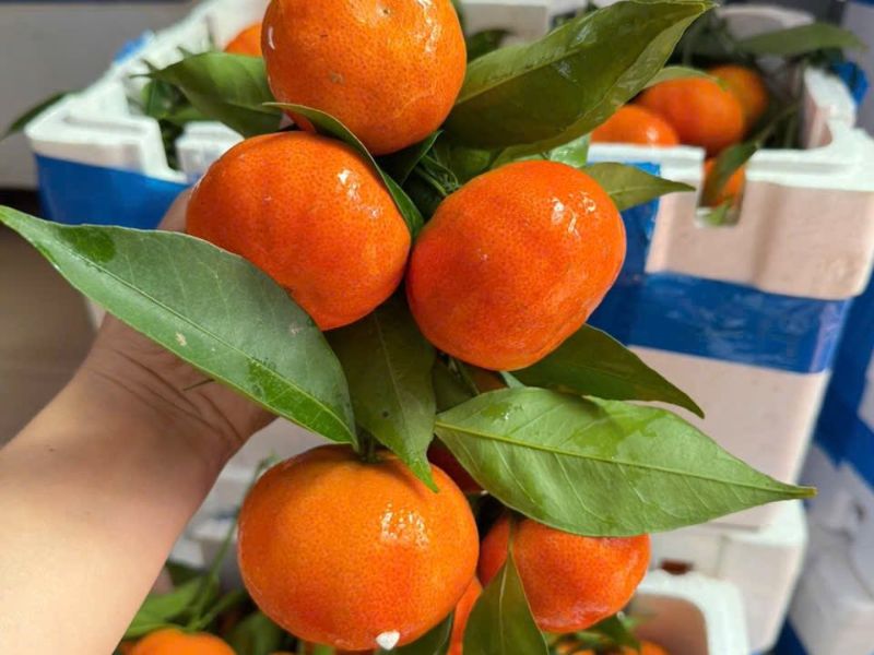 meo-phan-biet-cam-canh-trung-quoc-va-viet-nam