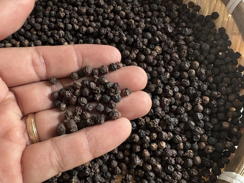 du-doan-gia-hat-tieu-den-hom-nay-trong-thoi-gian-toi