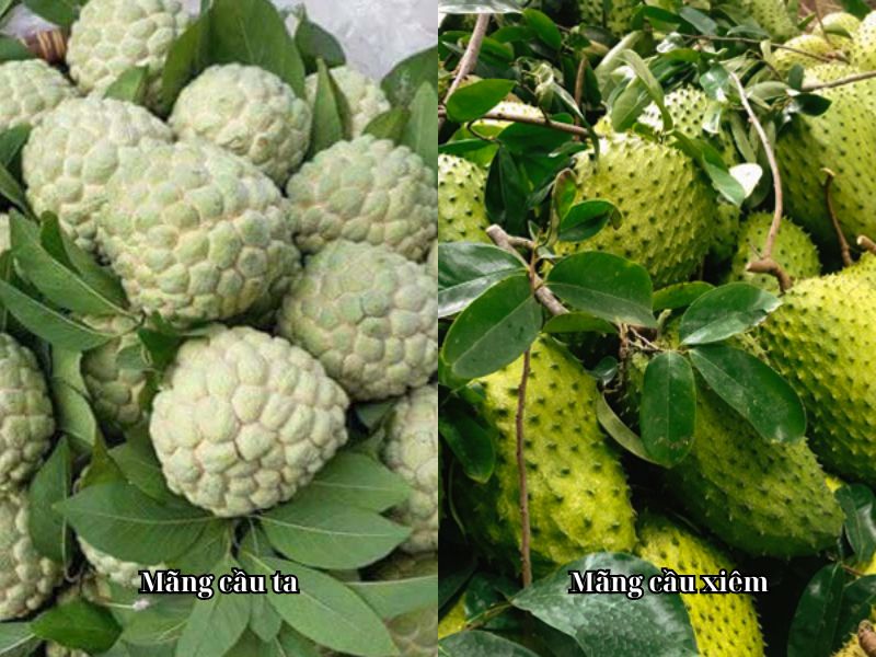 Phan-biet-mang-cau-ta-va-mang-cau-xiem