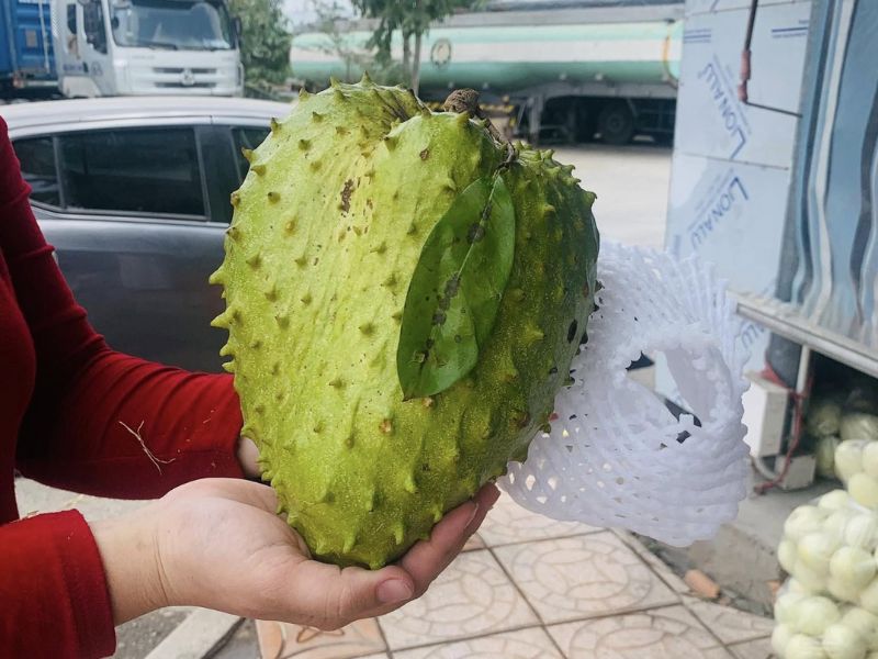 cach-chon-mang-cau-ngon-dua-vao-hinh-dang-va-kich-thuoc