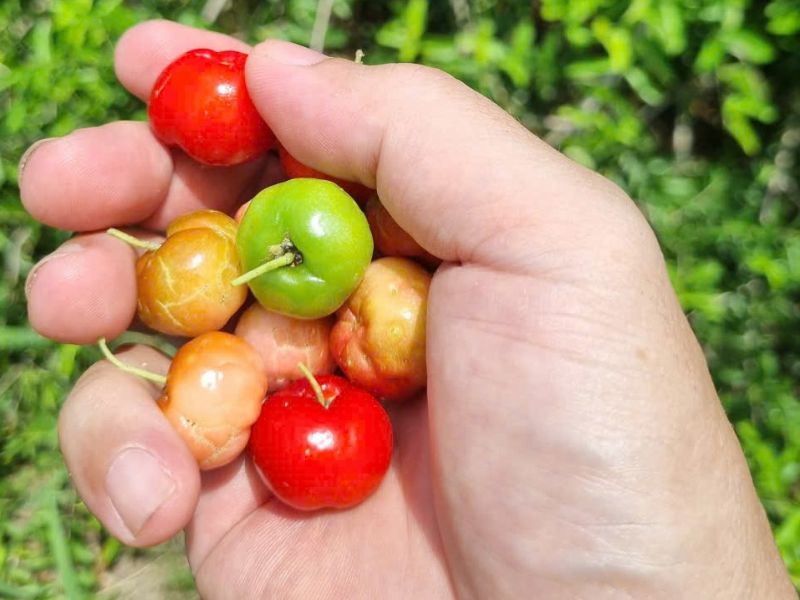 goc-thac-mac-qua-so-ri-va-qua-cherry