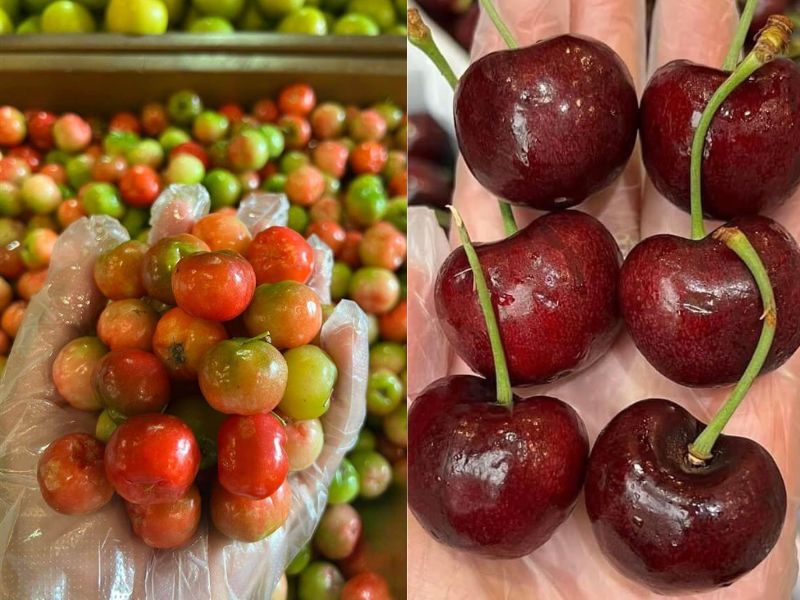 qua-so-ri-va-qua-cherry