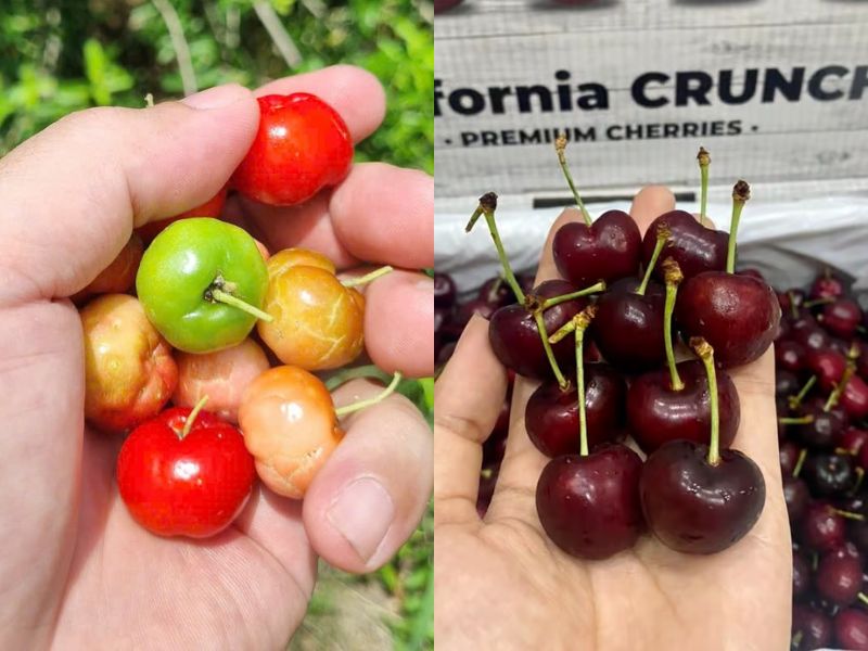 thac-mac-qua-so-ri-va-qua-cherry