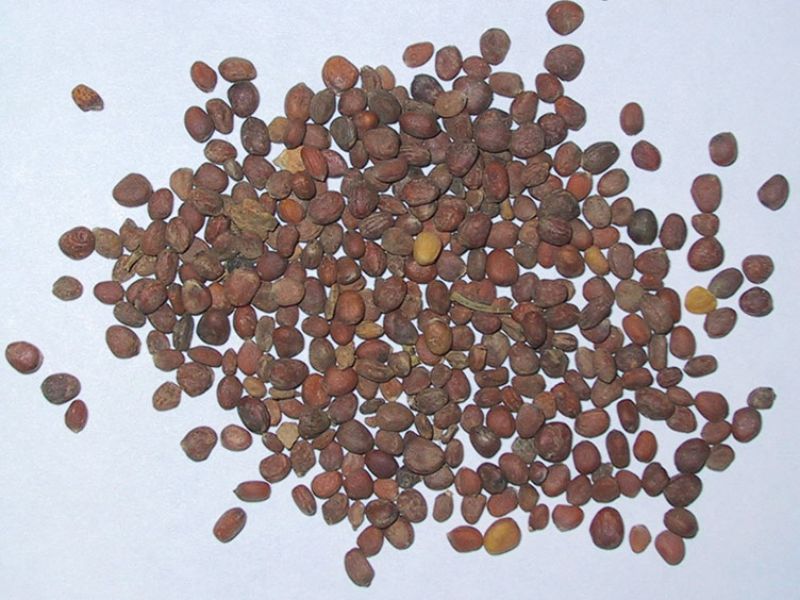 bat-mi-cach-trong-cu-cai-do