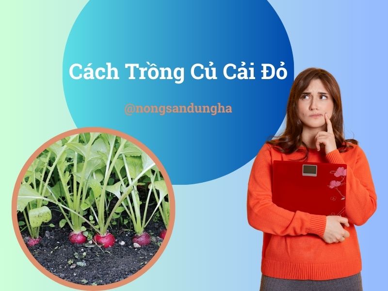cach-trong-cu-cai-do