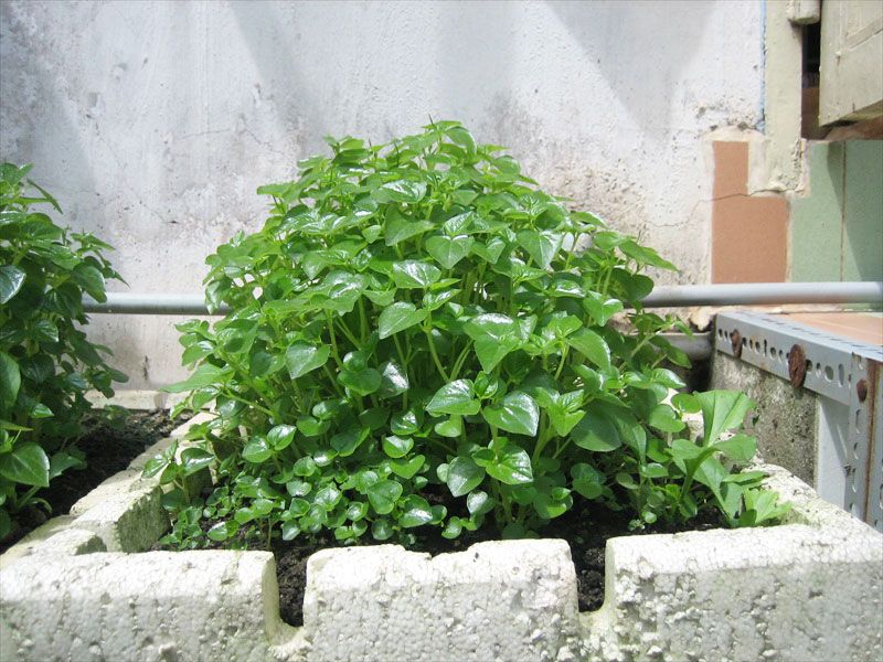 cach-trong-rau-cang-cua