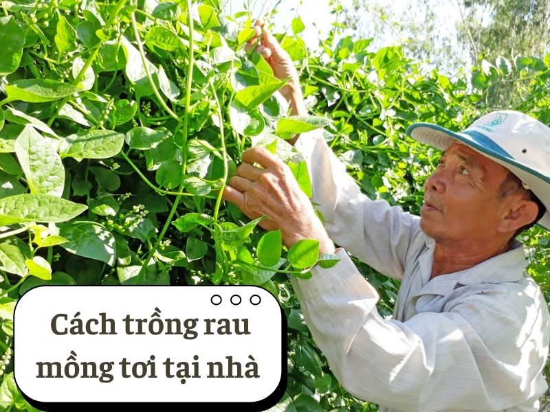 cach-trong-rau-mong-toi