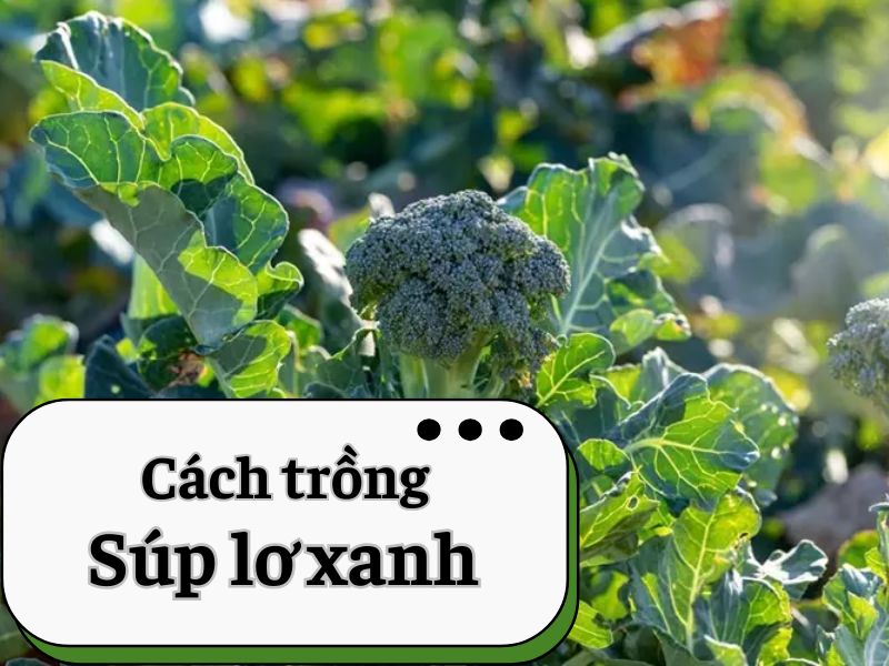 cach-trong-sup-lo-xanh