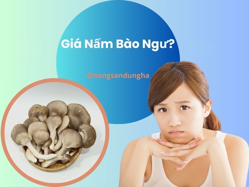 gia-nam-bao-ngu
