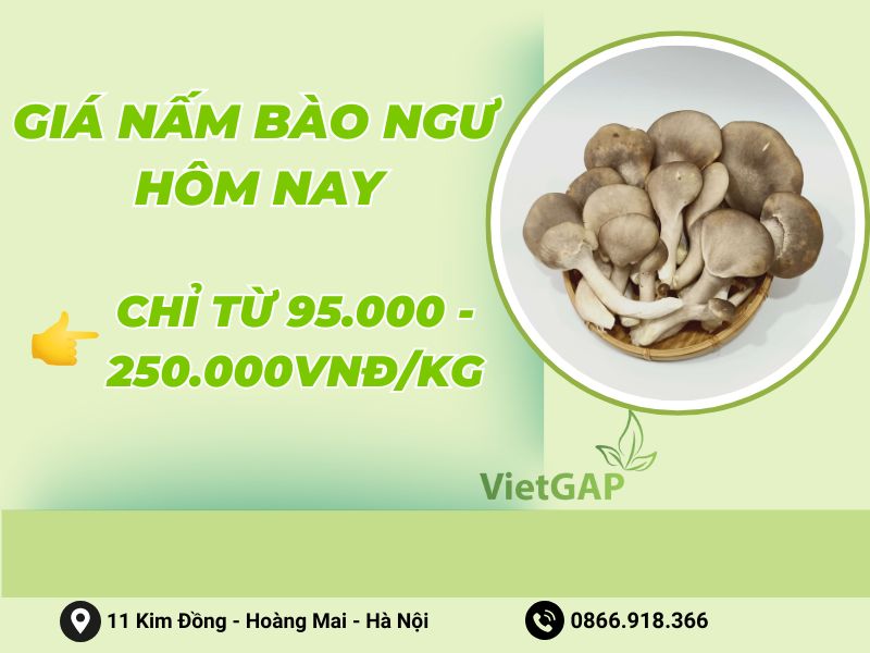 gia-nam-bao-ngu-hom-nay