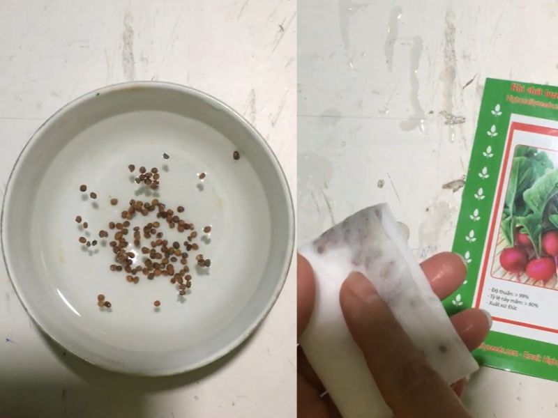 goc-bi-mat-cach-trong-cu-cai-do