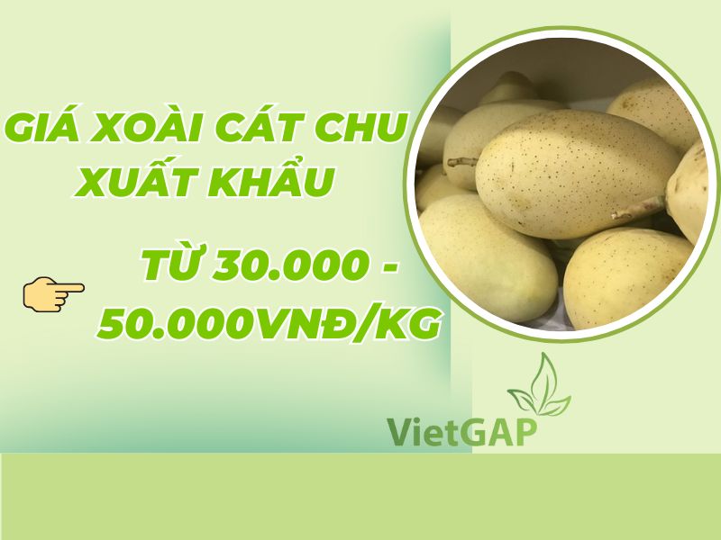 goc-thac-mac-gia-xoai-cat-chu-hom-nay