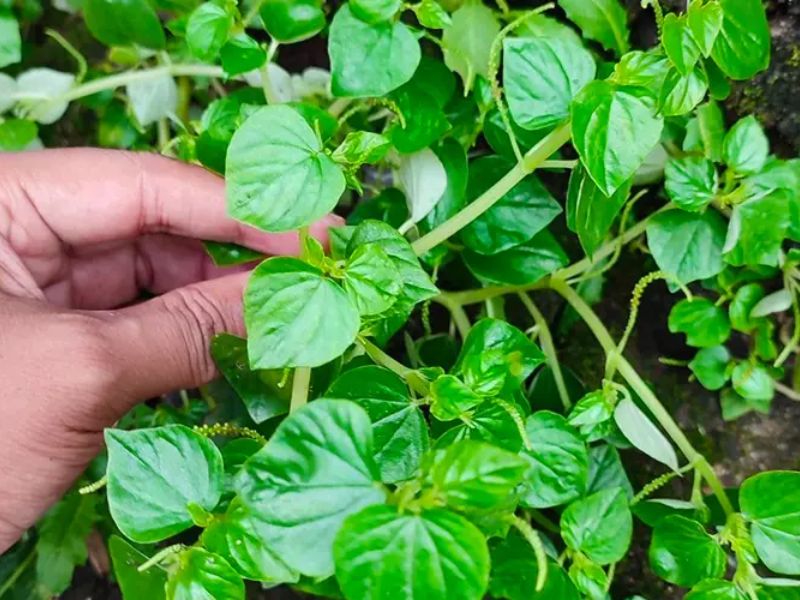 goc-tim-hieu-cach-trong-rau-cang-cua