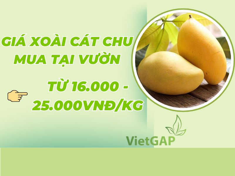 goc-tim-hieu-gia-xoai-cat-chu-hom-nay