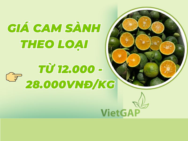thac-mac-gia-cam-sanh-hom-nay