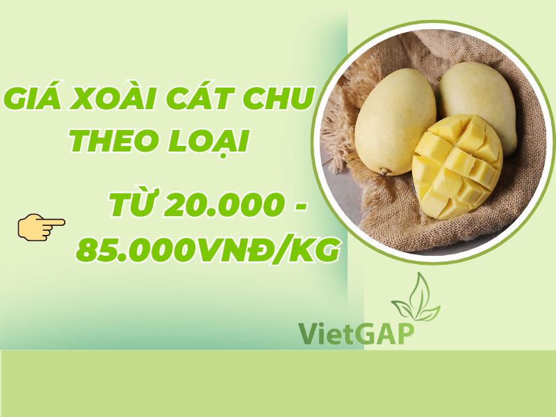 thac-mac-gia-xoai-cat-chu-hom-nay