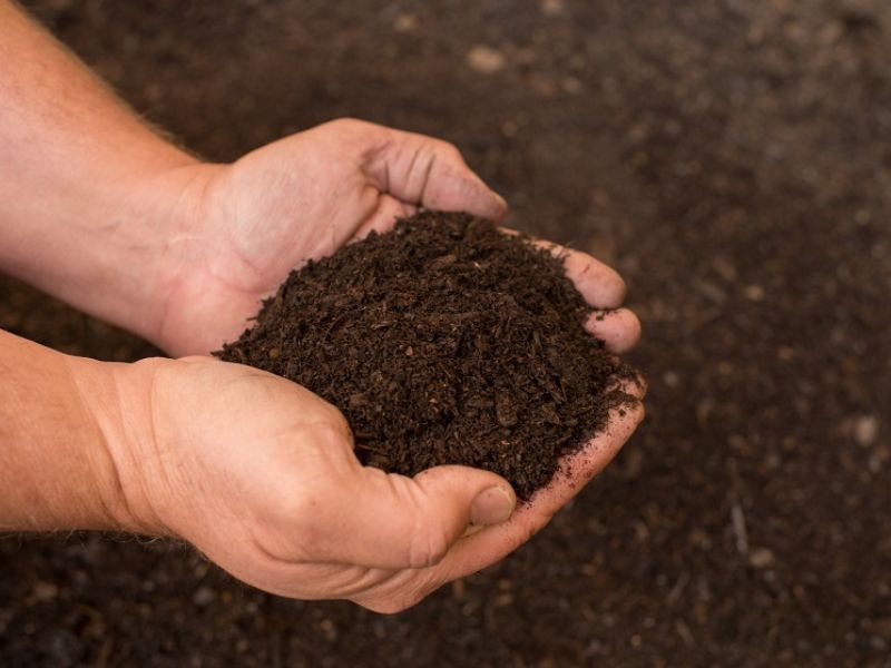 tim-hieu-cach-trong-rau-cang-cua