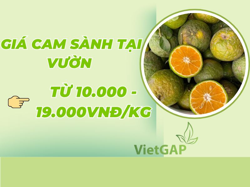 tim-hieu-gia-cam-sanh-hom-nay