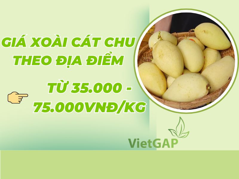 tim-hieu-gia-xoai-cat-chu-hom-nay