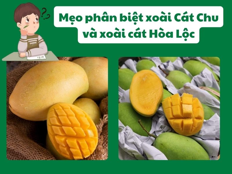 Meo-phan-biet-xoai-cat-chu-va-xoai-cat-hoa-loc