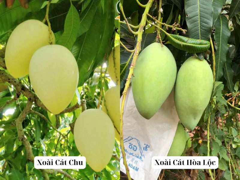 Phan-biet-xoai-cat-chu-va-xoai-cat-hoa-loc