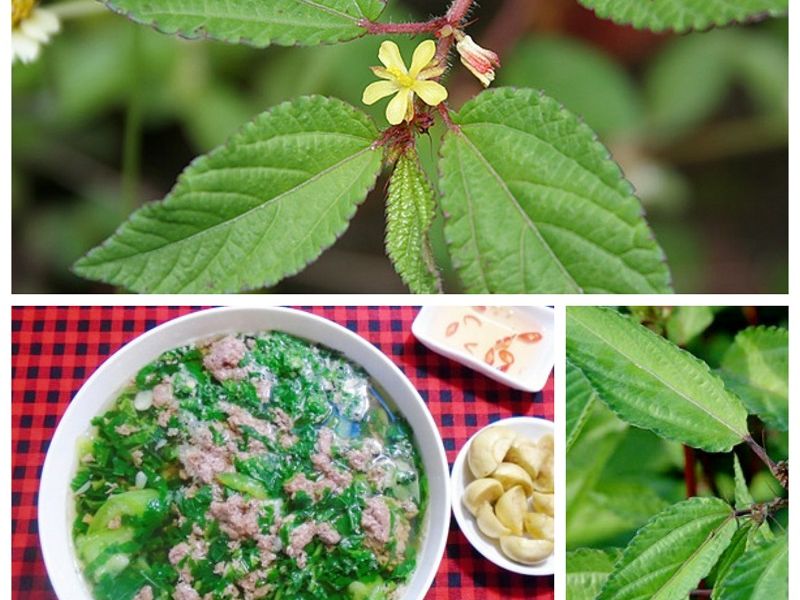 Rau-day-va-thanh-phan-noi-bat