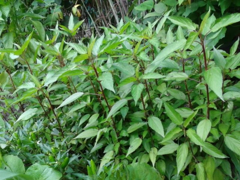 bi-quyet-trong-hat-giong-rau-day-do