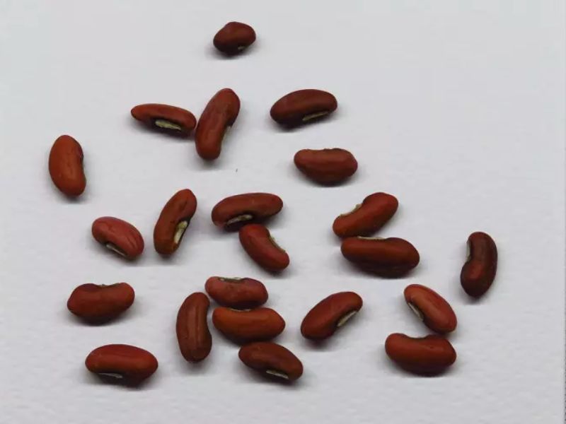 cach-trong-dau-dua-tai-nha