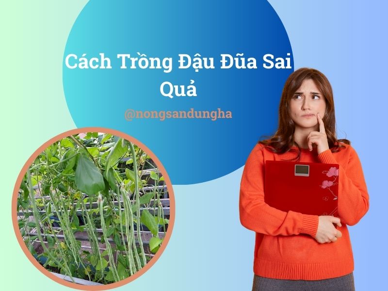 cach-trong-dau-dua