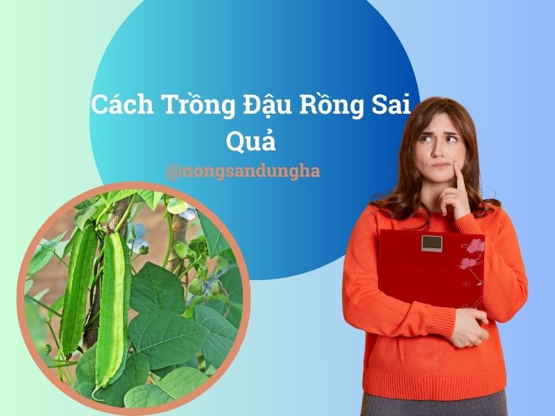 cach-trong-dau-rong-sai-qua