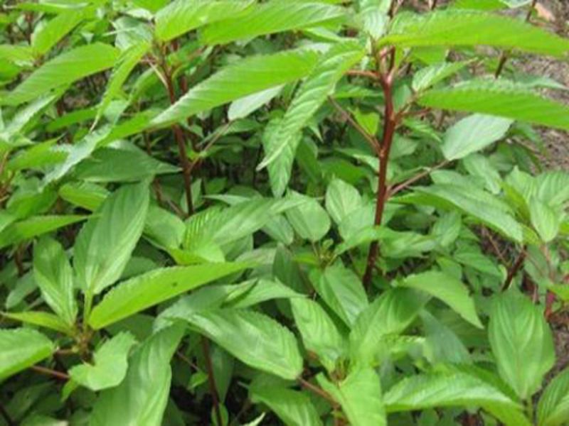 cach-trong-hat-giong-rau-day-do