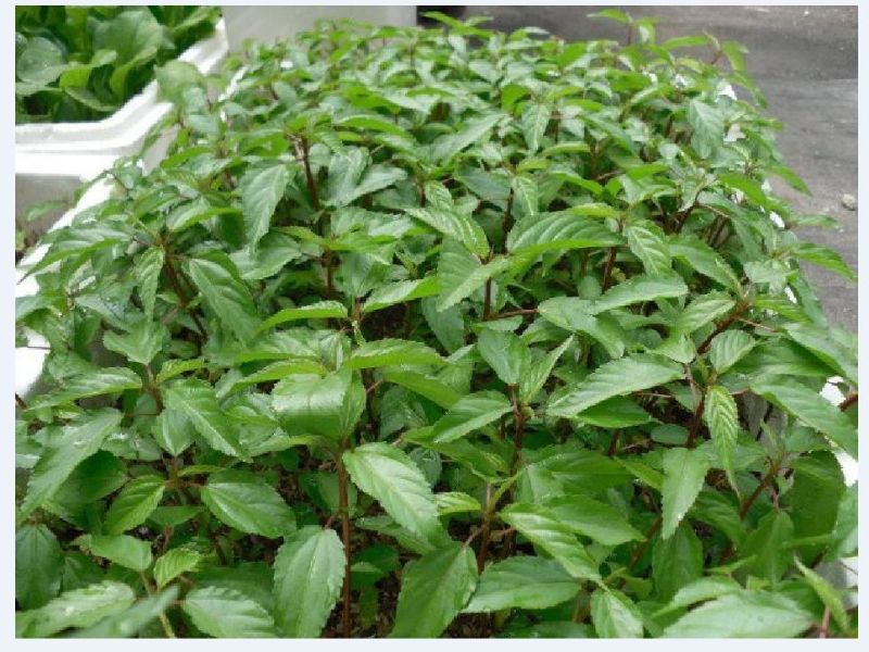 cong-thuc-trong-hat-giong-rau-day-do