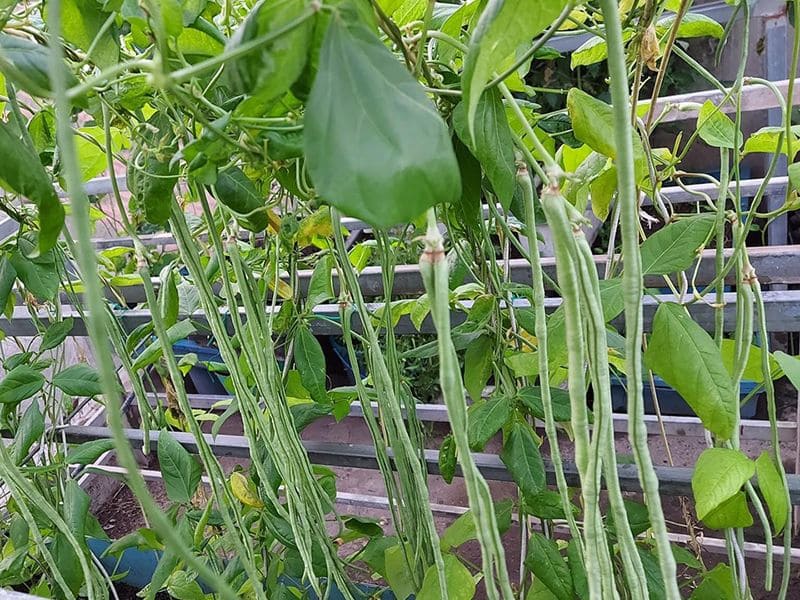 goc-tim-hieu-cach-trong-dau-dua-tai-nha-sai-qua