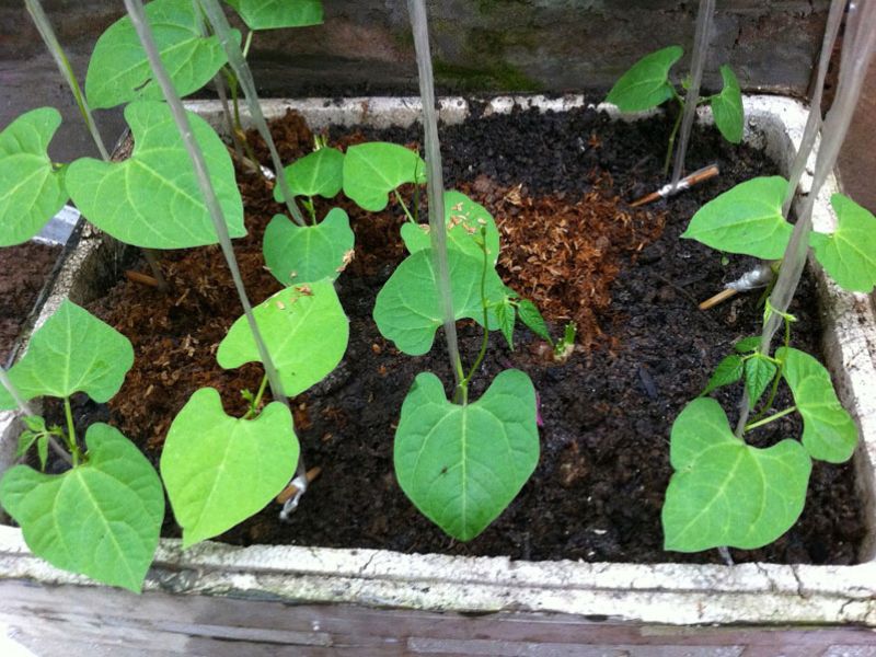 goc-tim-hieu-cach-trong-dau-dua-tai-nha