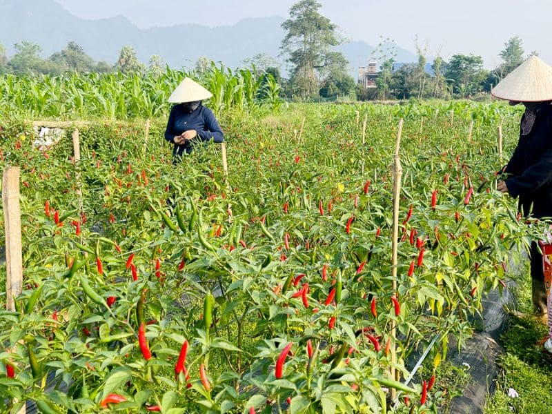 ky-thuat-trong-ot-chi-thien