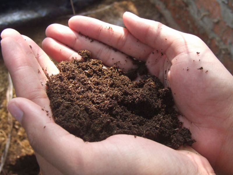 tim-hieu-cach-trong-dau-dua-tai-nha