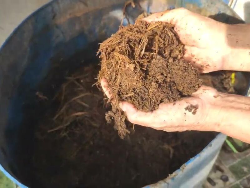 tim-hieu-cach-trong-dau-rong-sai-qua