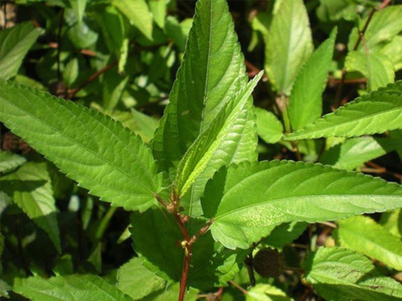 trong-hat-giong-rau-day-do